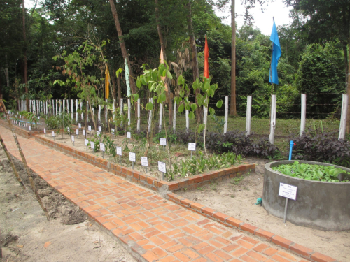 学校菜園薬草見本園